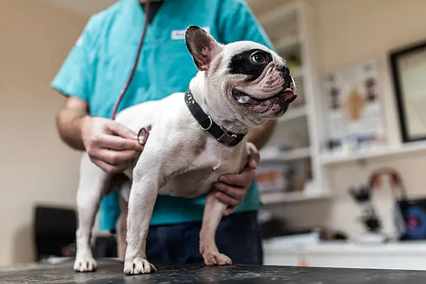 Imagem ilustrativa de Atendimento clínico veterinário
