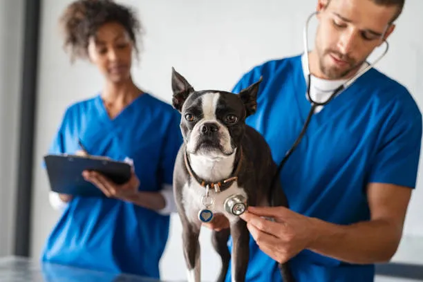 Imagem ilustrativa de Atendimento emergencial para pets