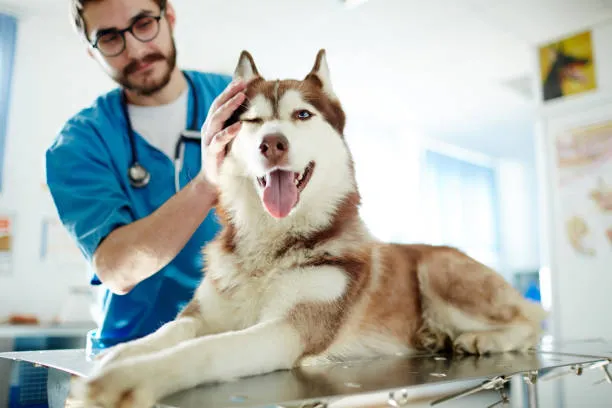 Imagem ilustrativa de Atendimento emergencial veterinário