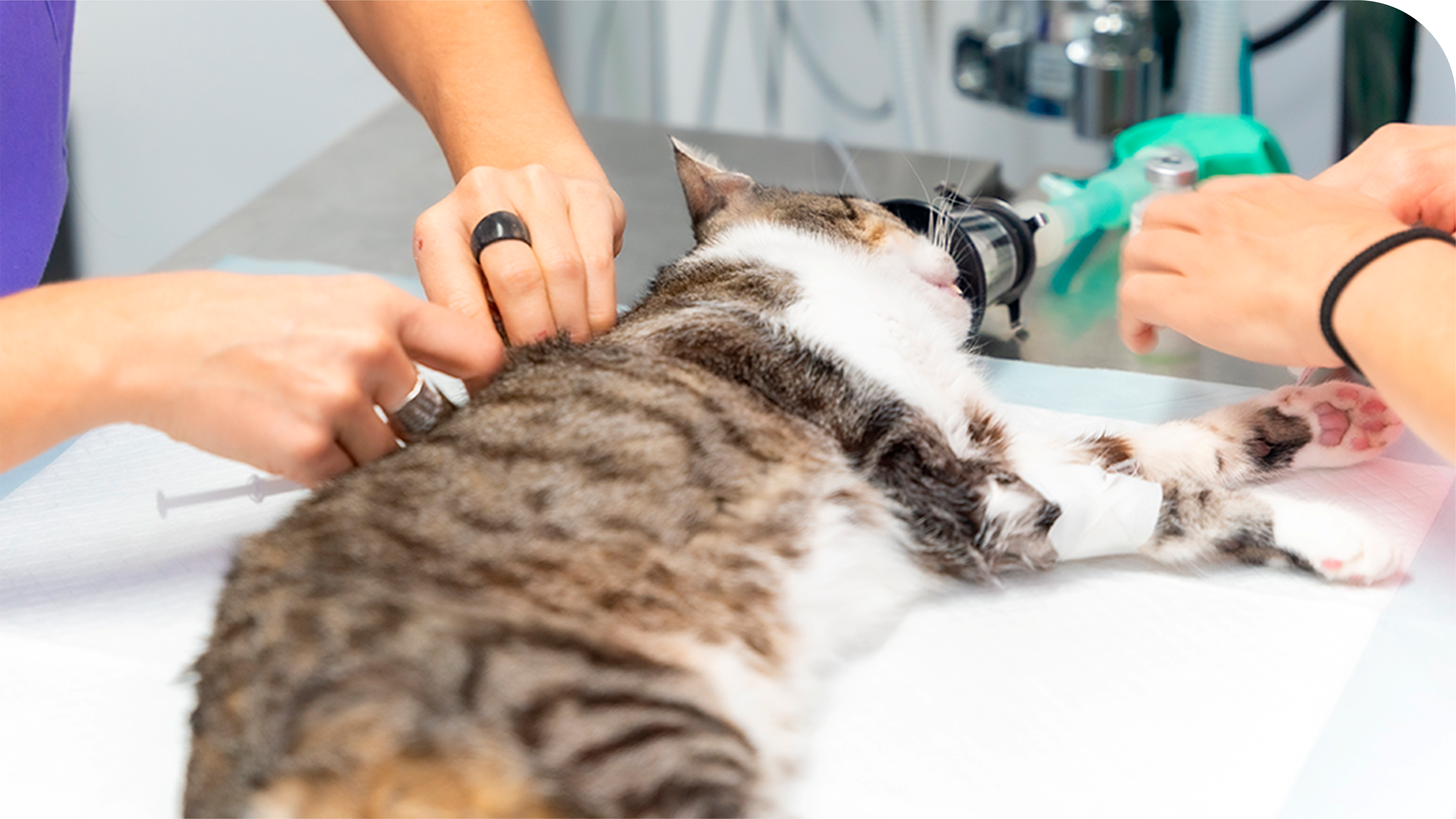 Anestesiologia Veterinária em São Bernardo do Campo