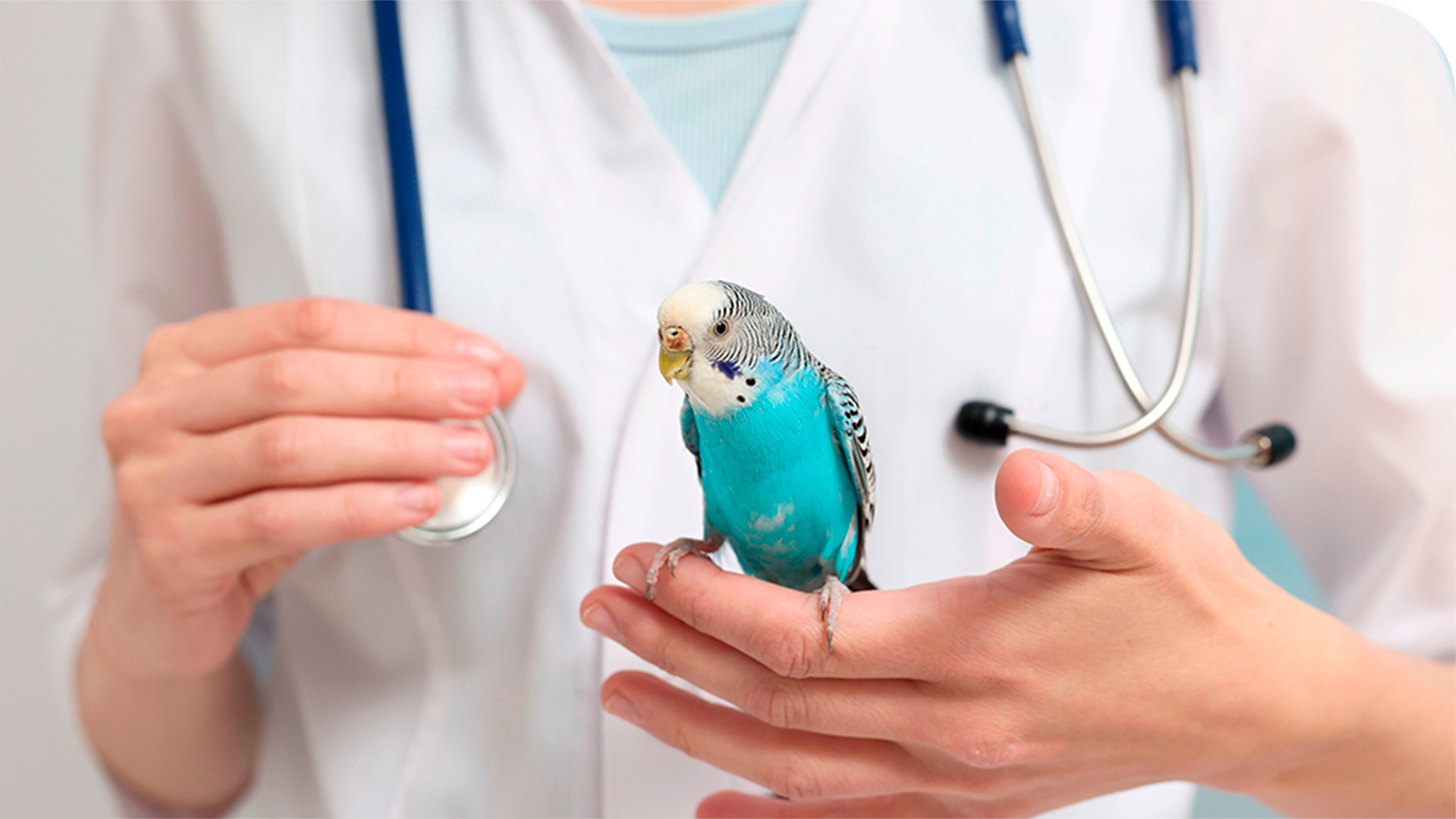 Veterinário de Animais Silvestres em São Bernardo do Campo