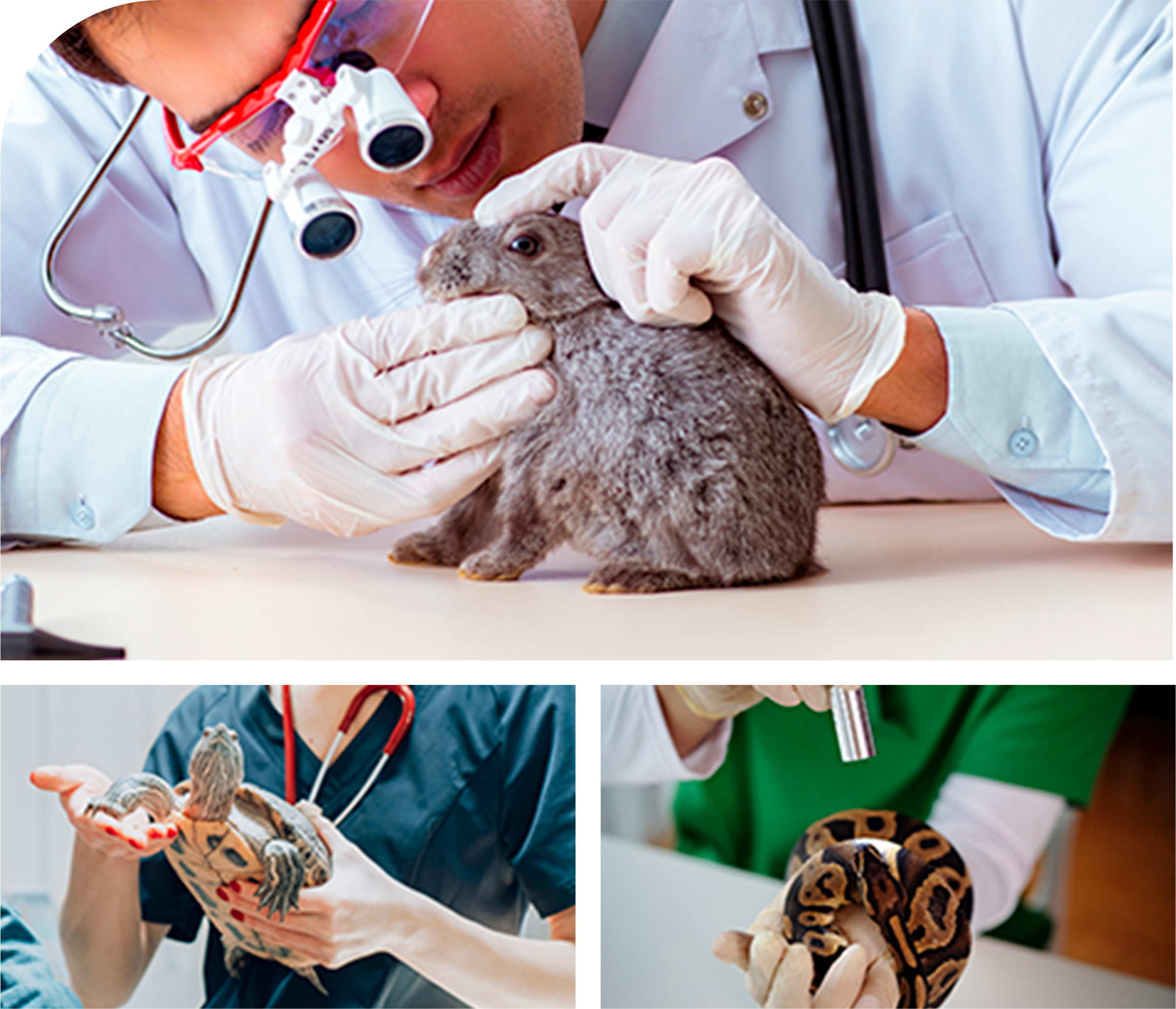 Silvestre exige cuidado diferente