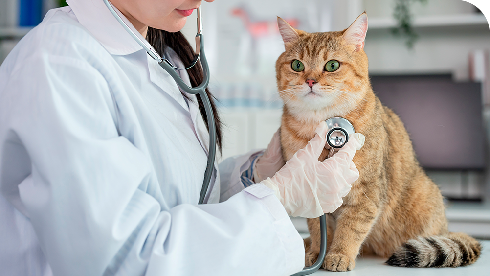 Cardiologia Veterinária em São Bernardo do Campo