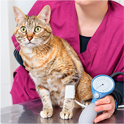 Aferição de pressão arterial