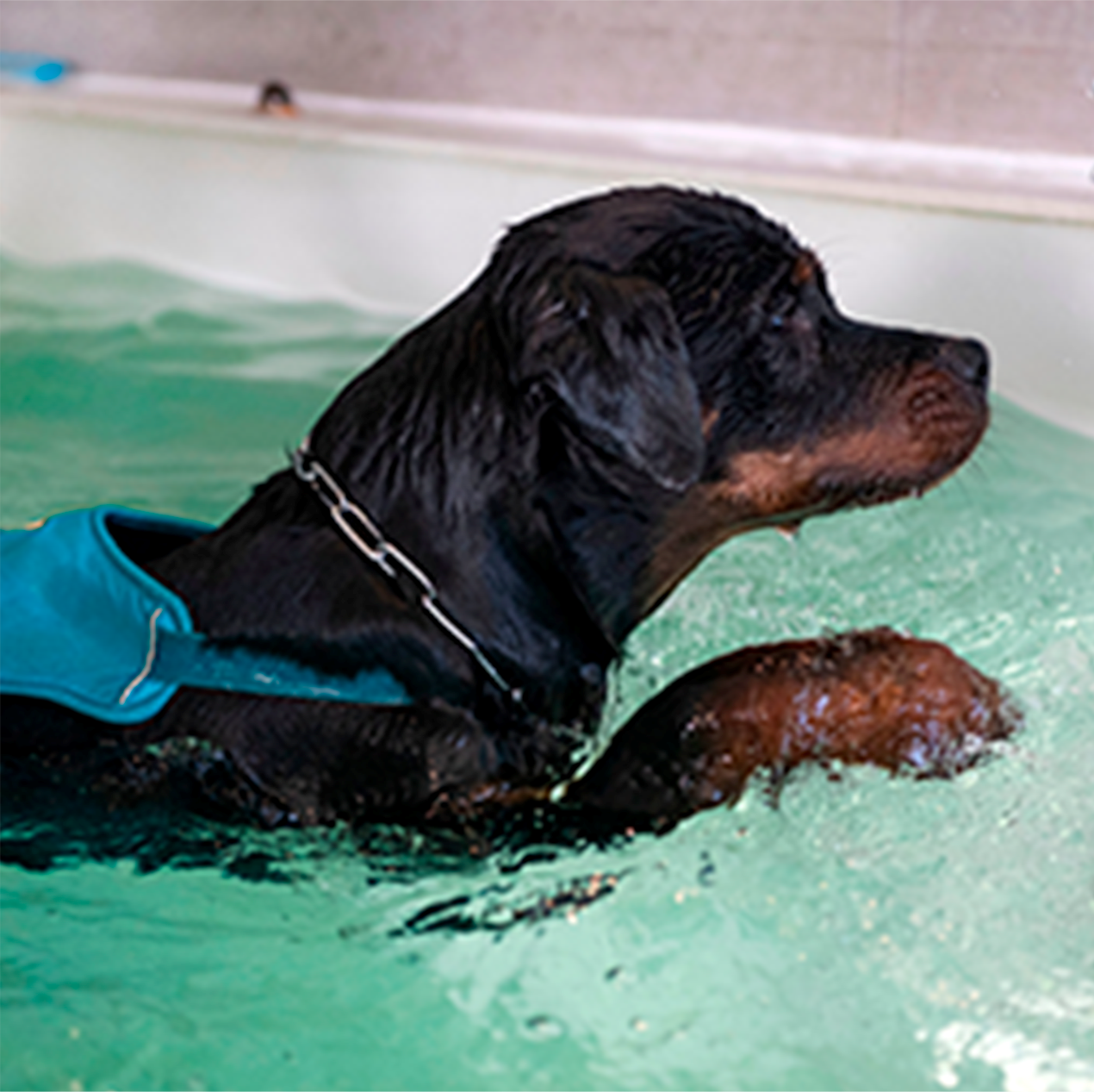 Fisioterapia Veterinária
