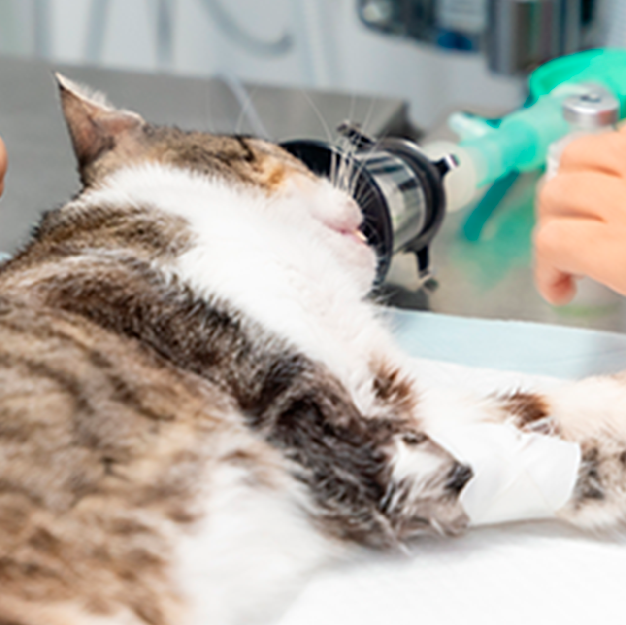 Anestesiologia Veterinária