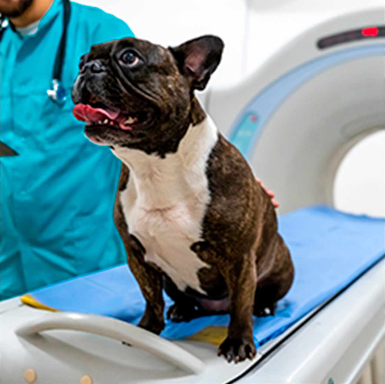 Oncologia Veterinária