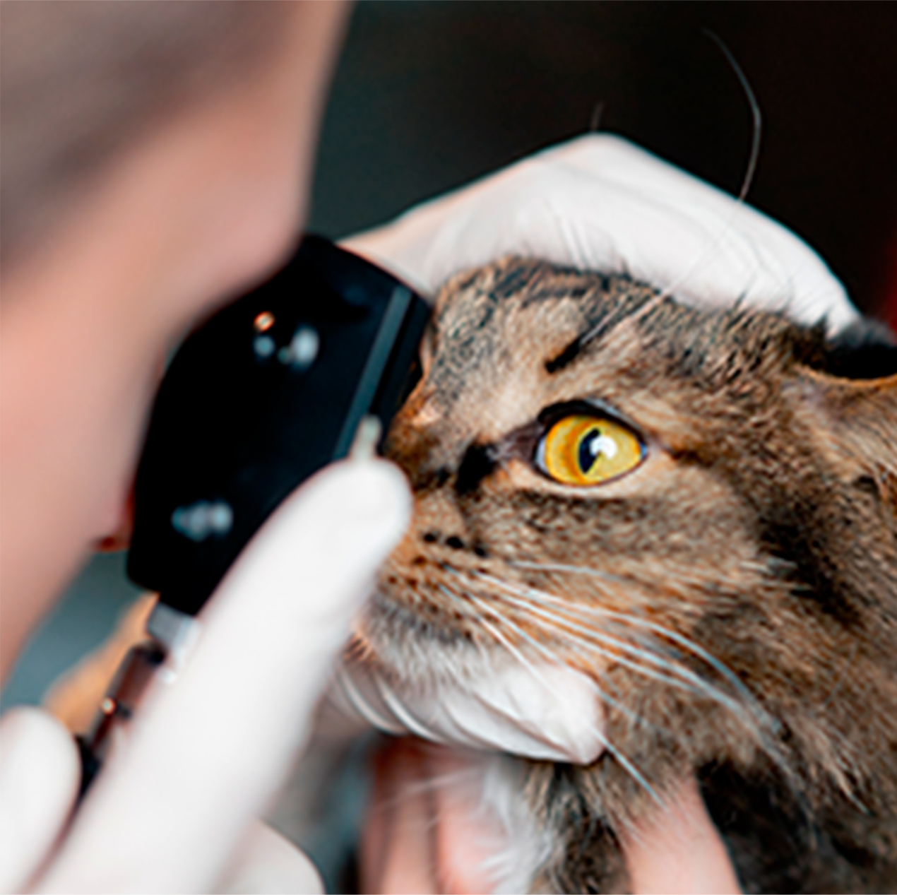 Oftalmologia Veterinária