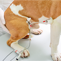 Cardiologia Veterinária
