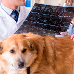 Neurologia Veterinária