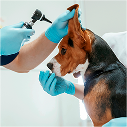 Dermatologia Veterinária