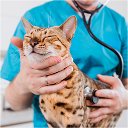 Medicina Felina