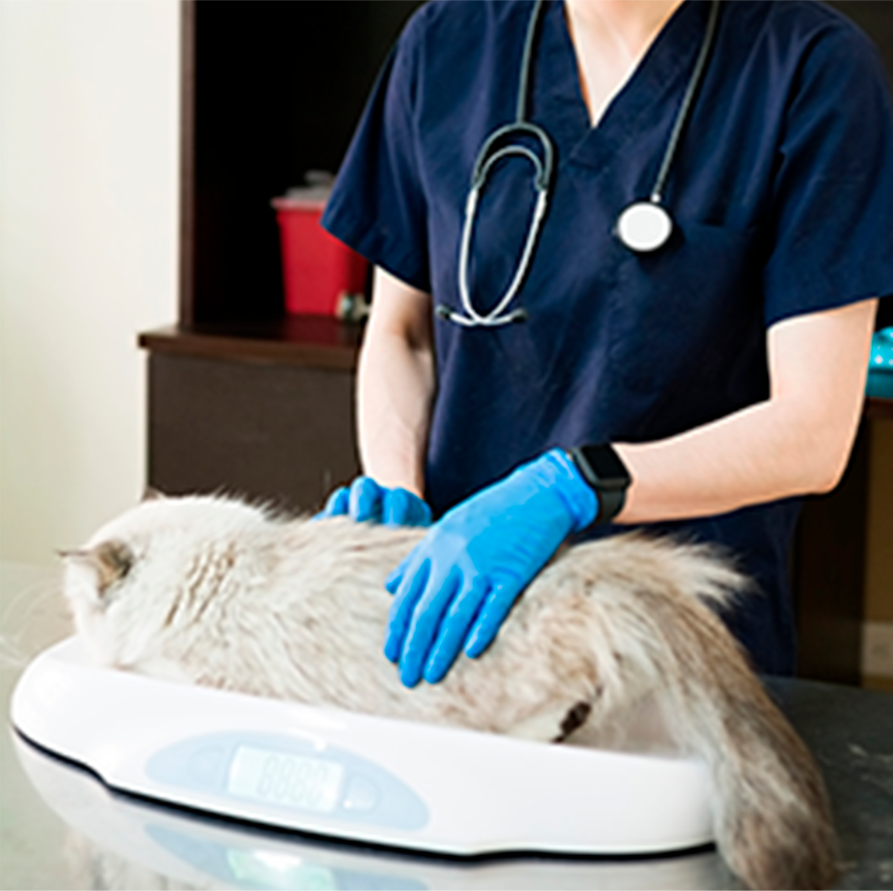 Endocrinologia Veterinária