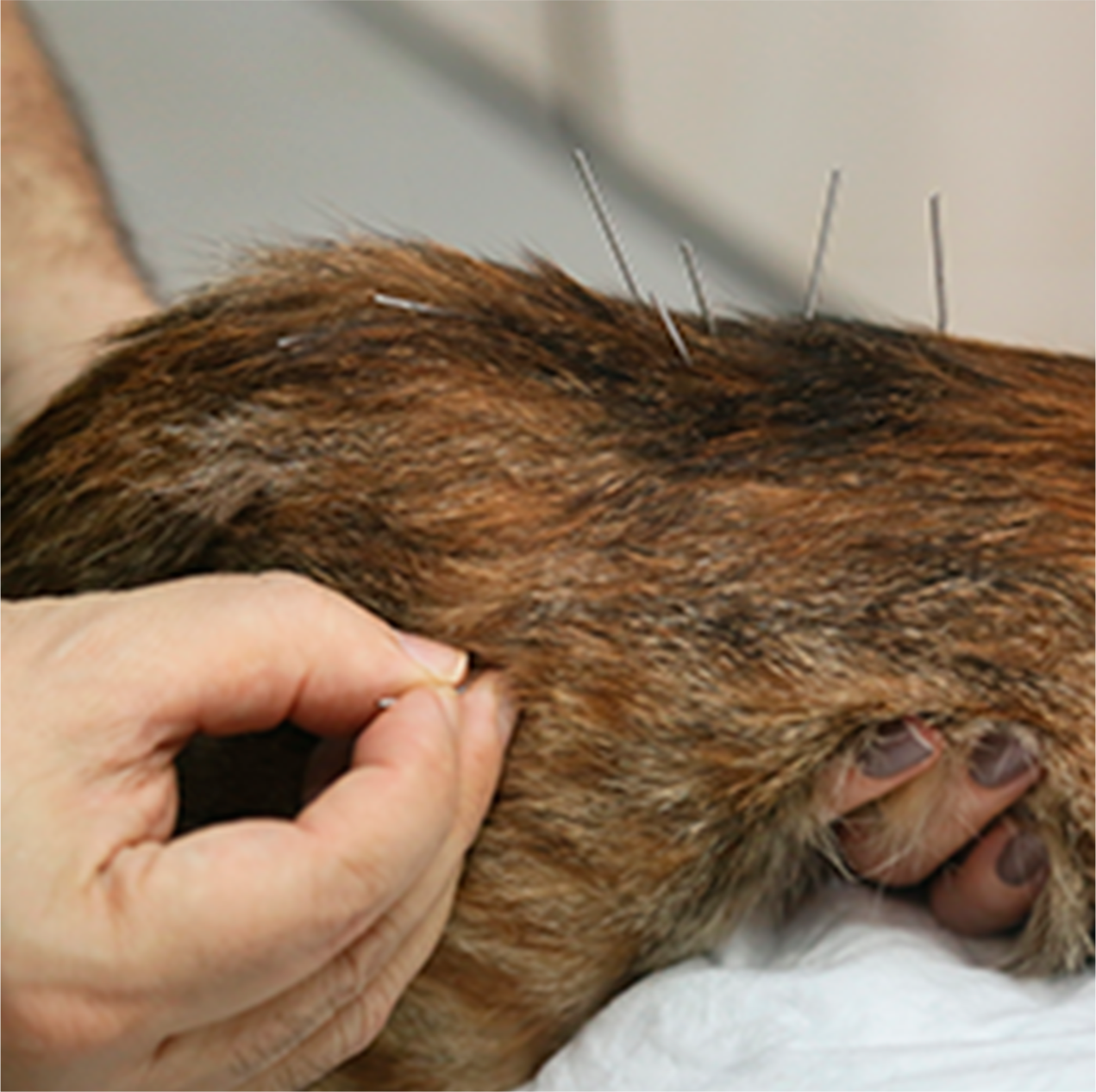 Acupuntura Veterinária
