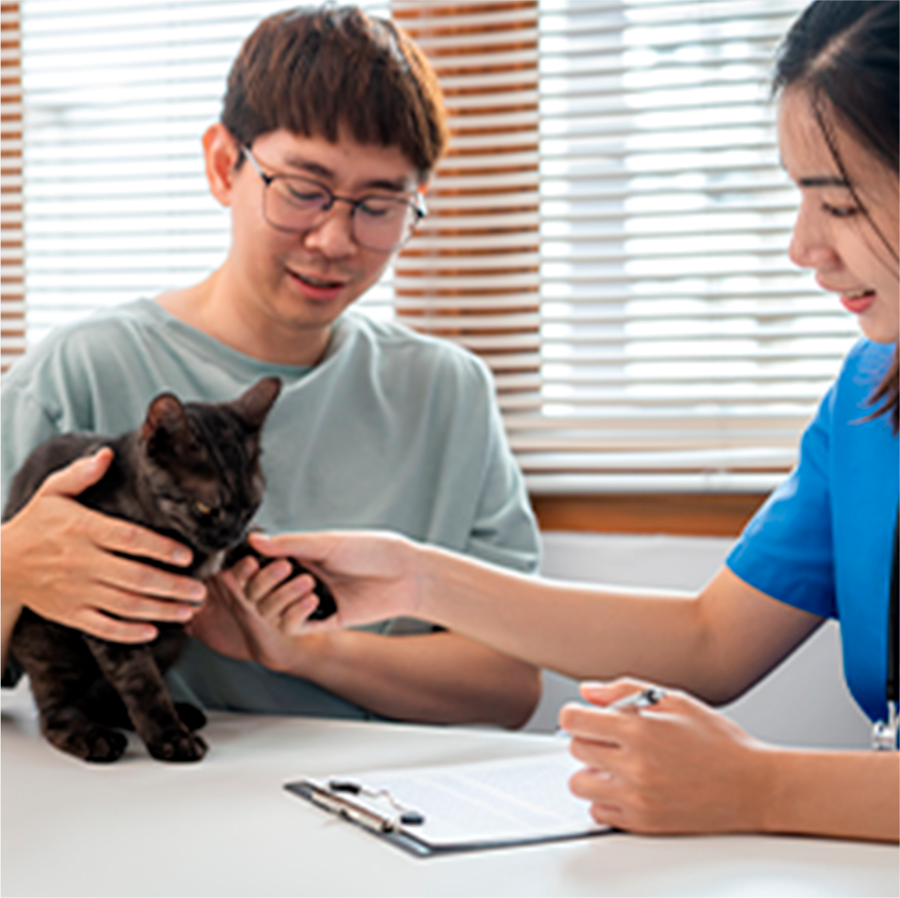 Orientações para comportamento felino