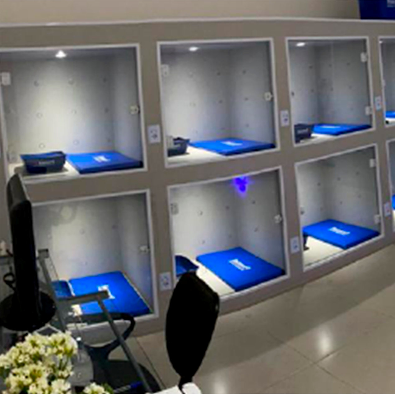 Sala de internação para cães