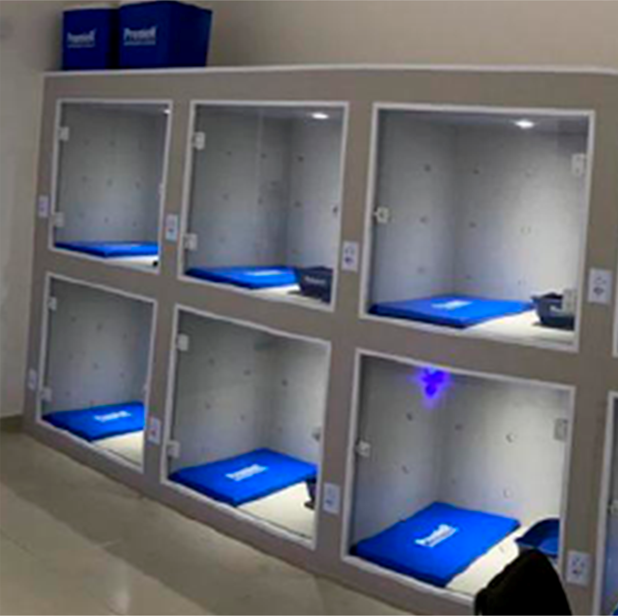 Sala de internação para gatos
