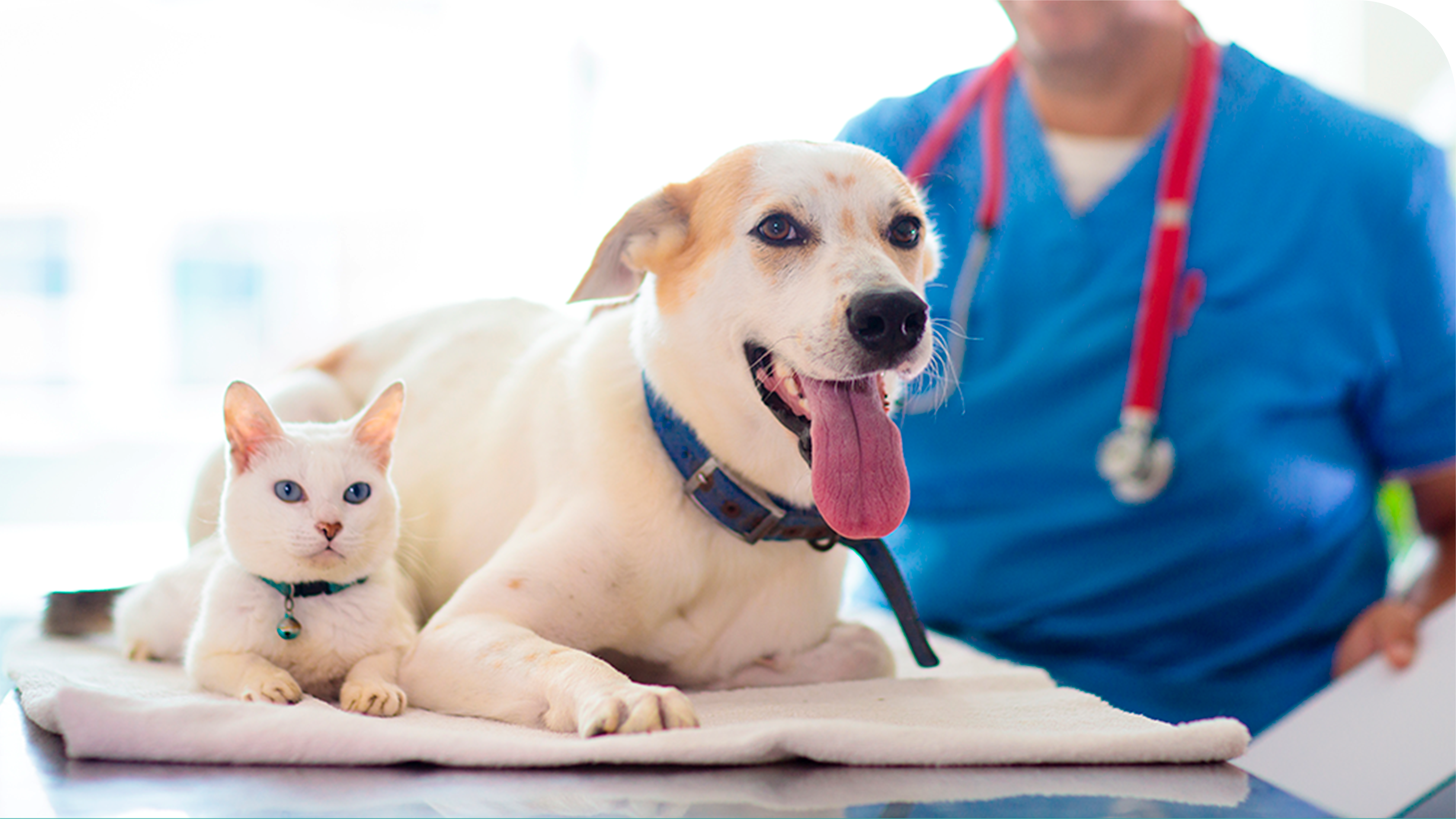 Consulta Veterinária em São Bernardo do Campo