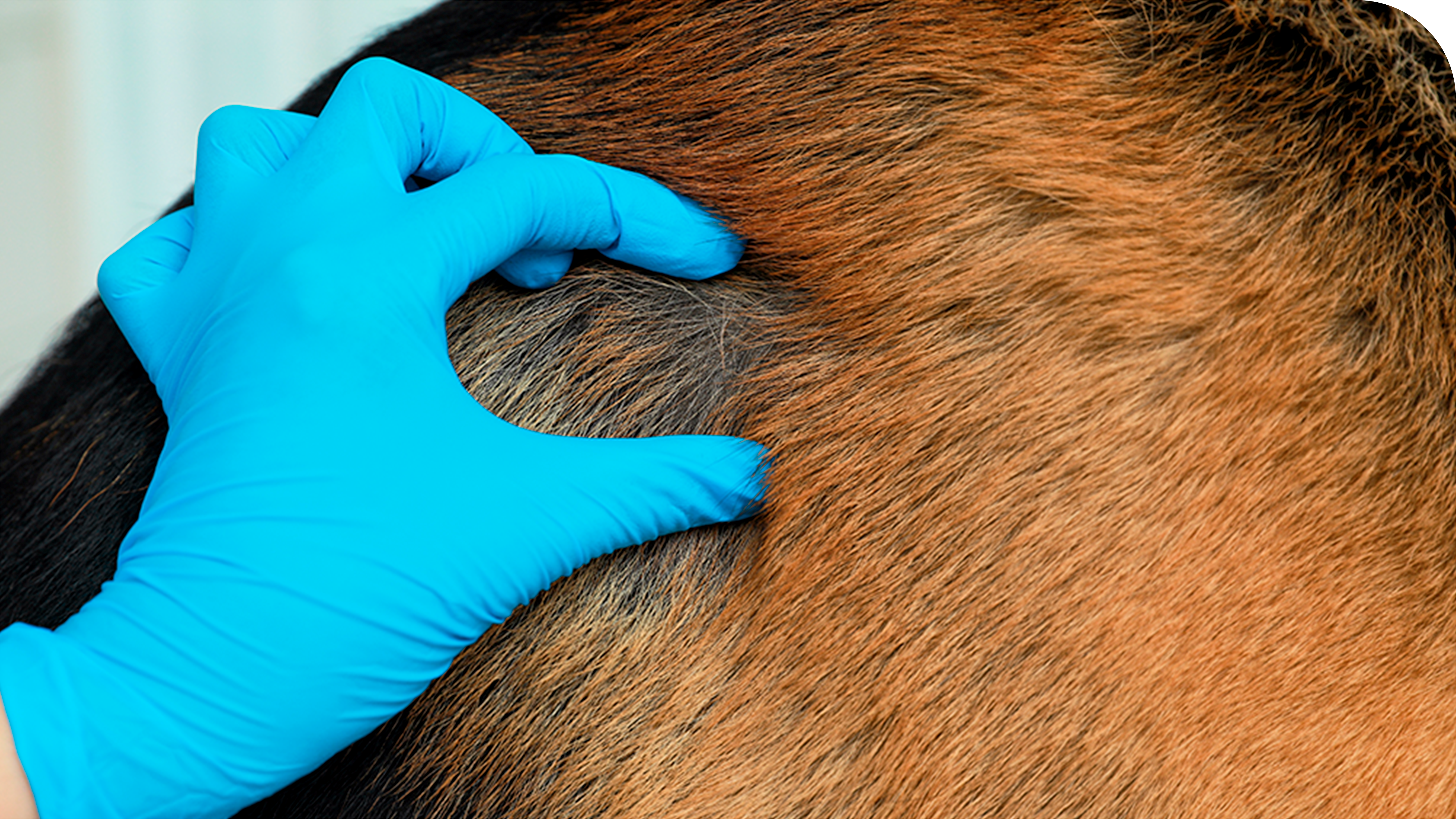 Dermatologia Veterinária em São Bernardo do Campo