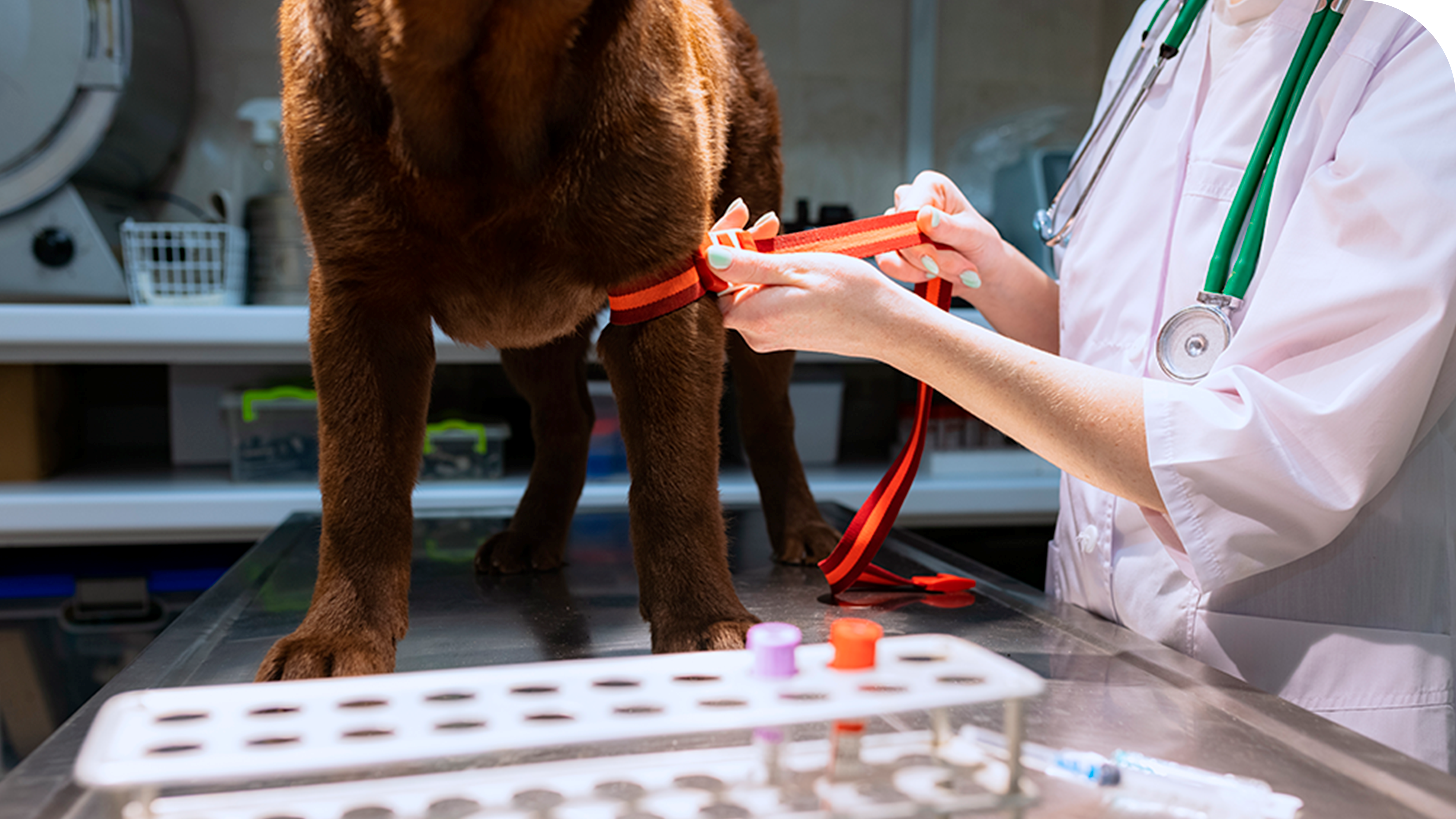 Endocrinologia Veterinária em São Bernardo do Campo