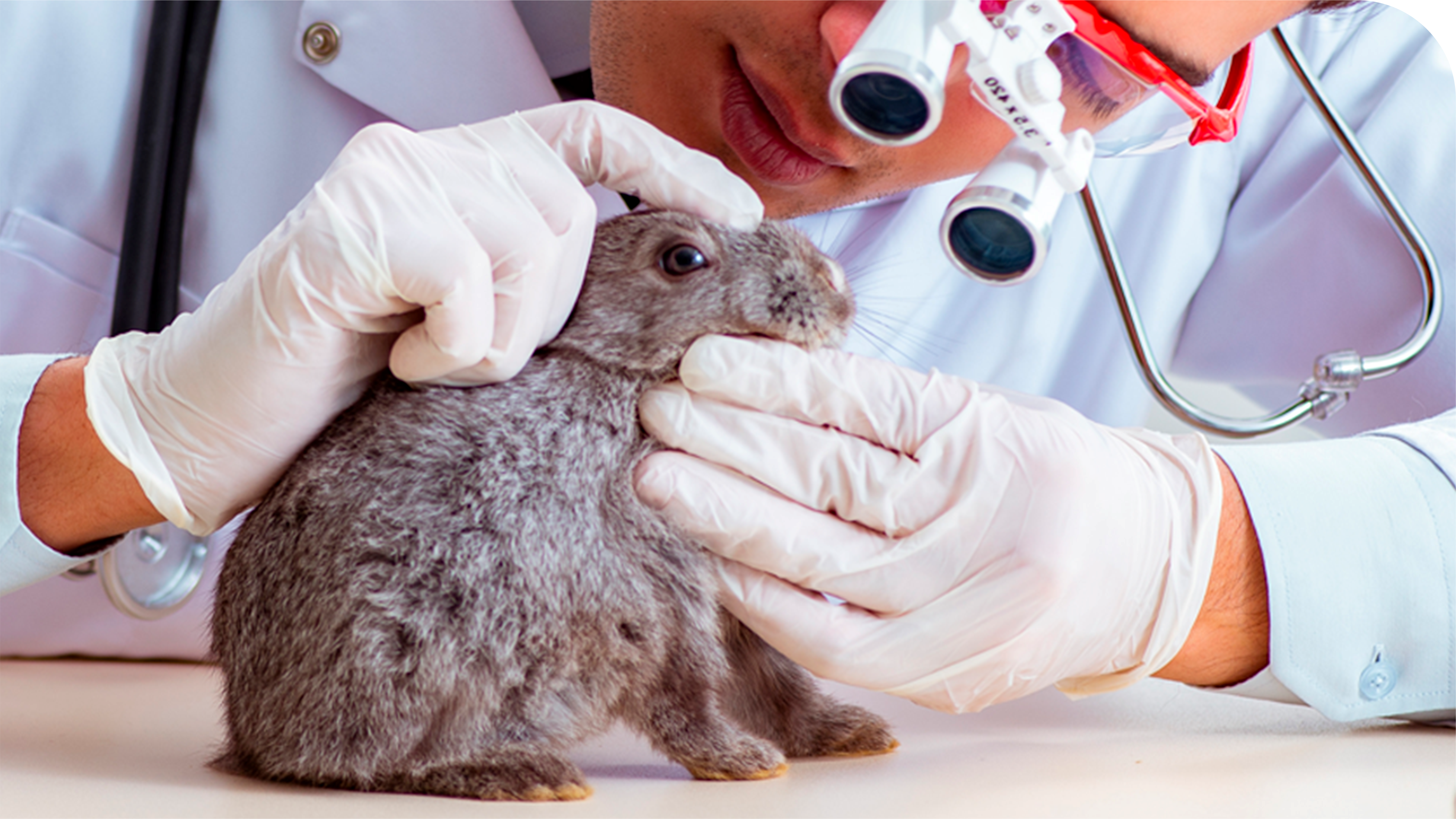 Especialidades Veterinárias em São Bernardo do Campo