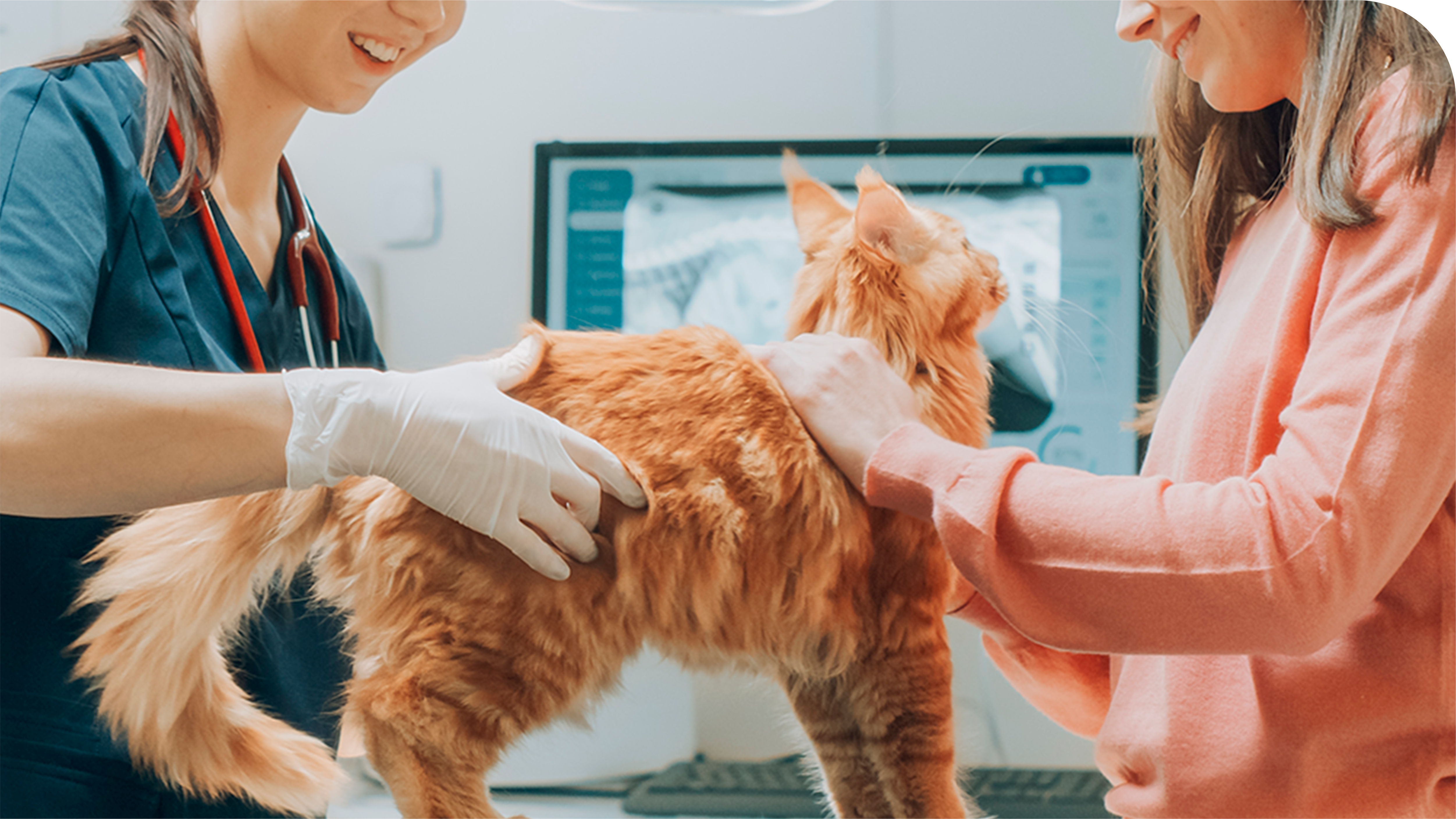 Diagnóstico por Imagem Veterinário em São Bernardo do Campo