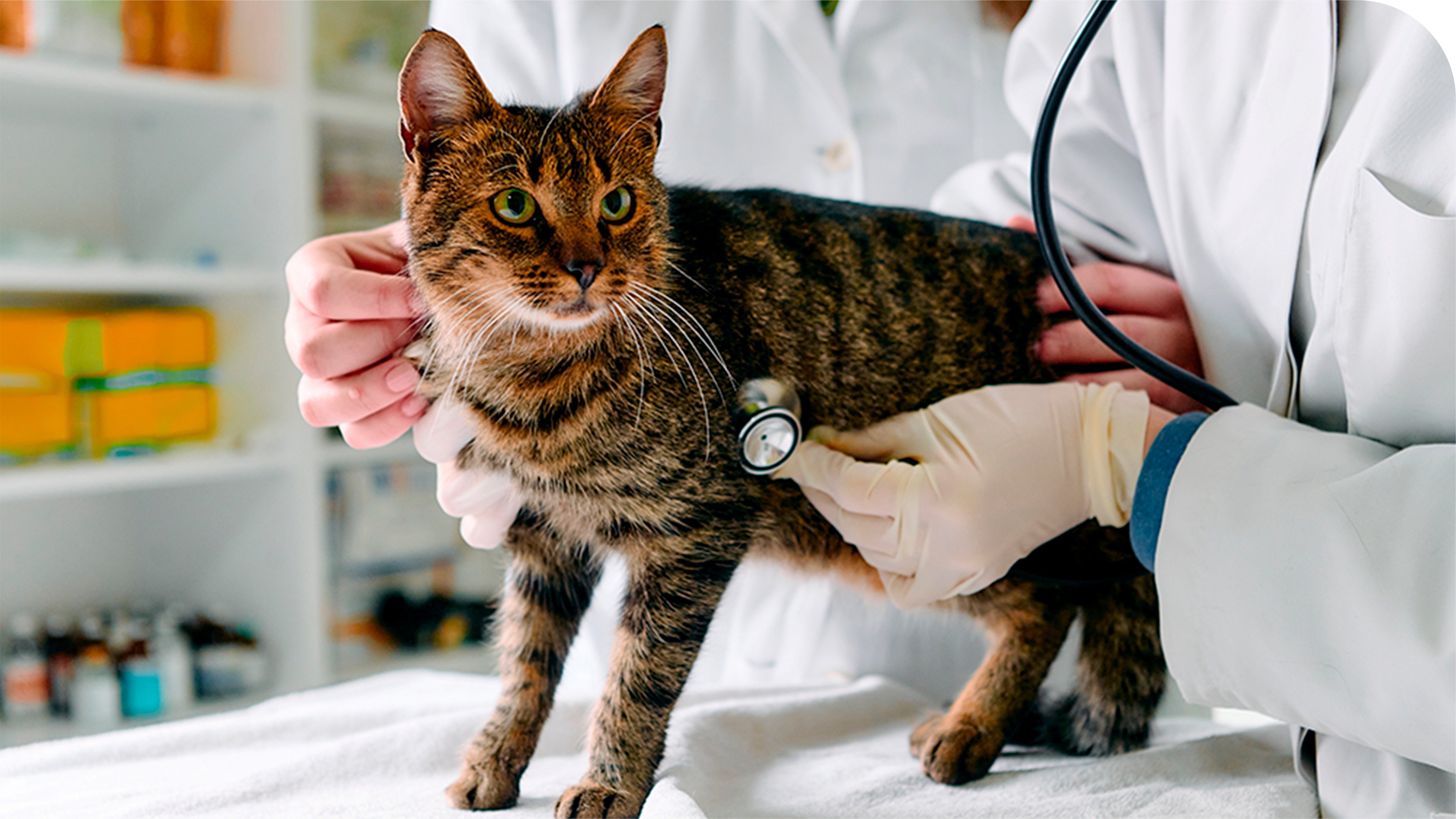Medicina Felina em São Bernardo do Campo
