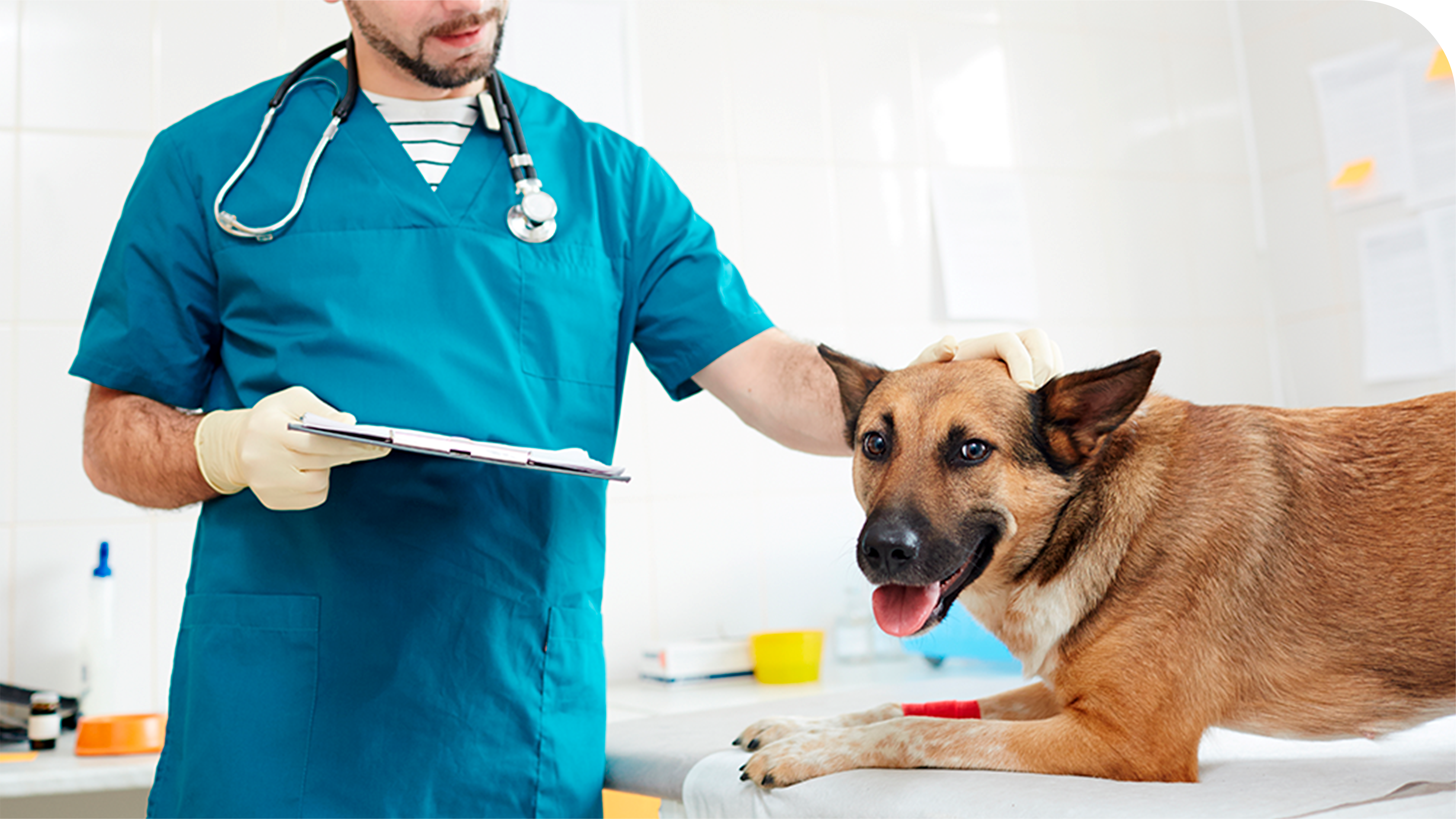 Neurologia Veterinária em São Bernardo do Campo
