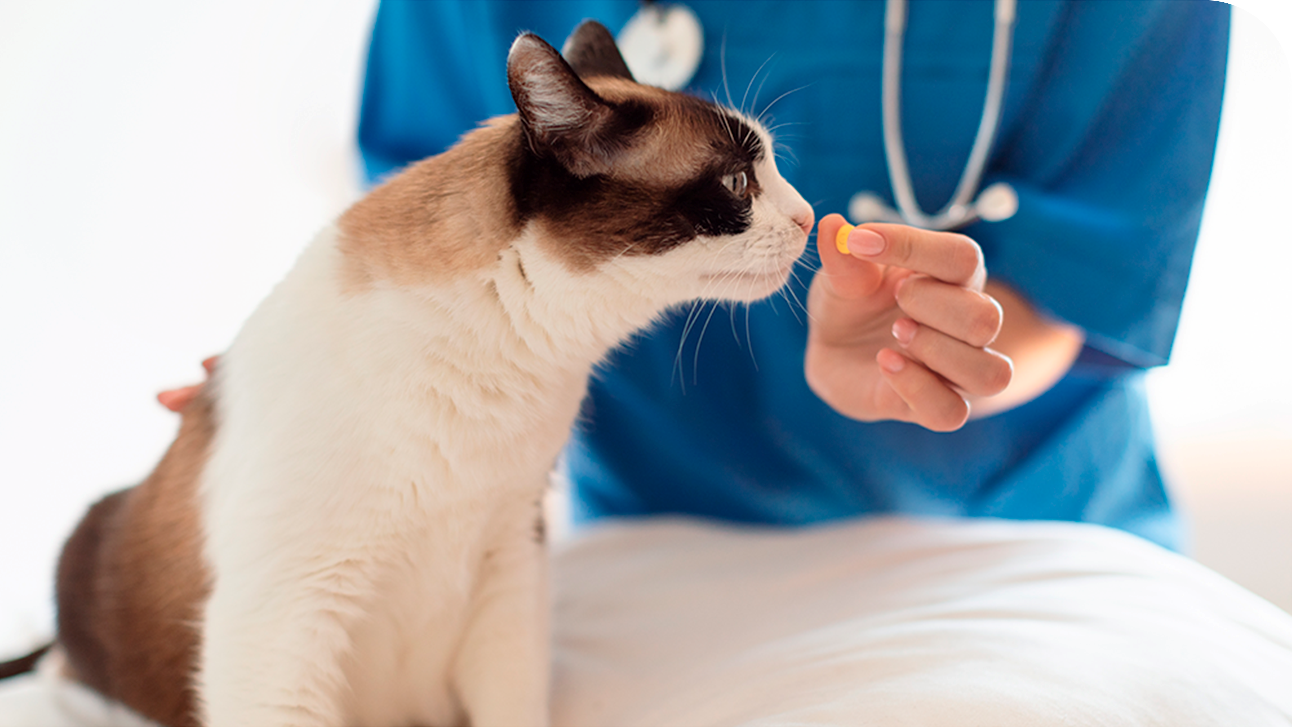 Nutrologia Veterinária em São Bernardo do Campo