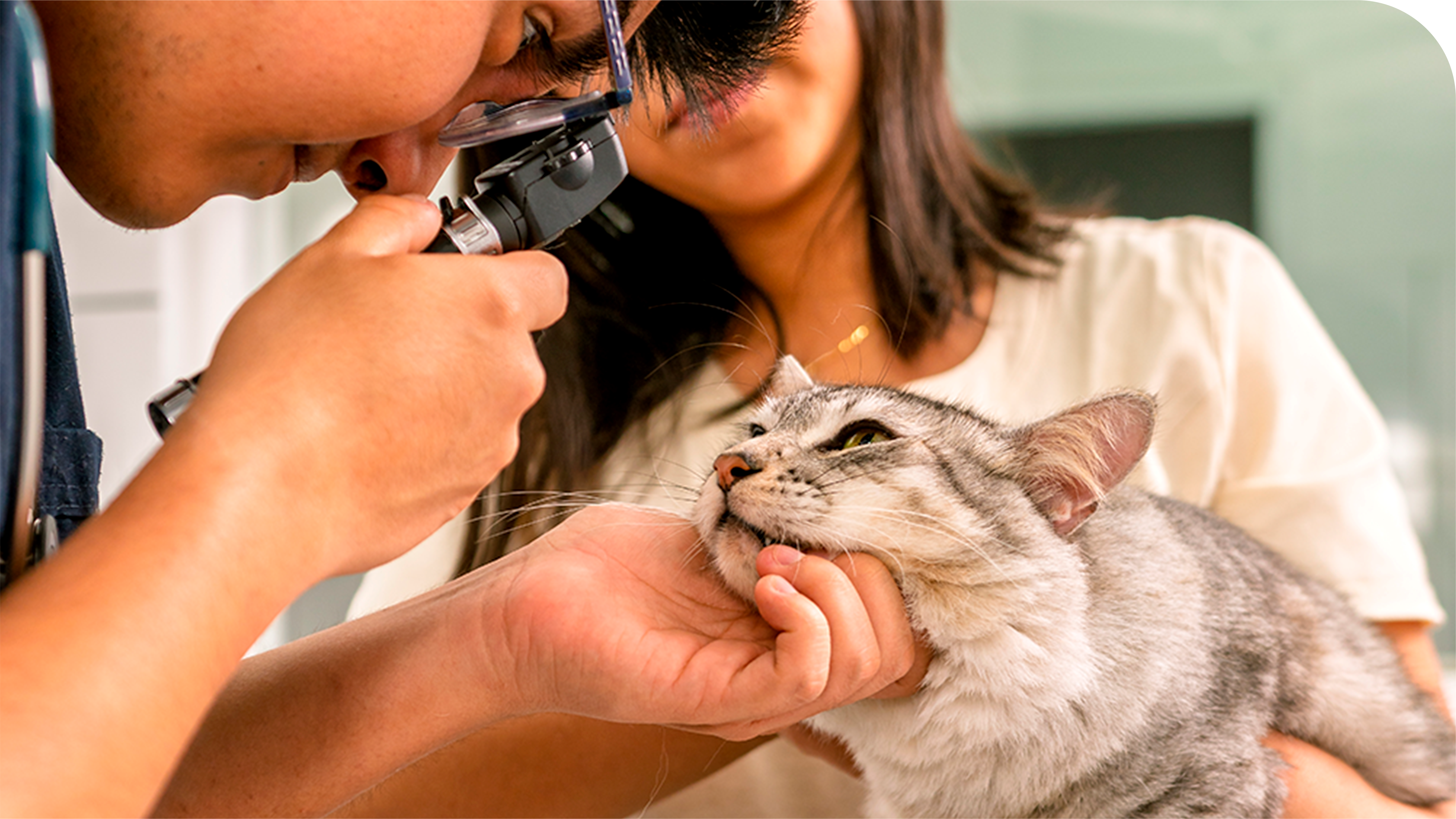 Oftalmologia Veterinária em São Bernardo do Campo