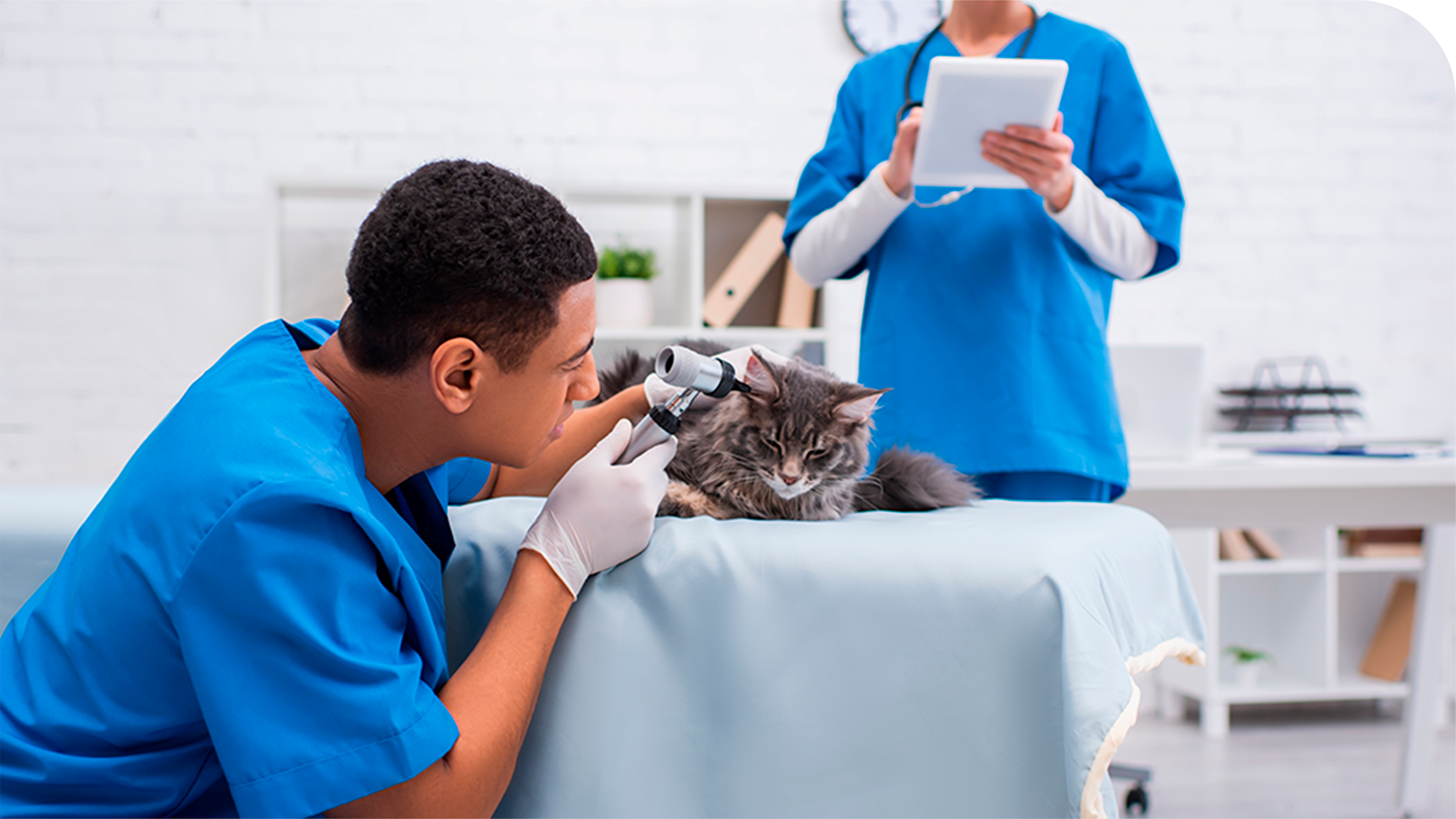 Oncologia Veterinária em São Bernardo do Campo