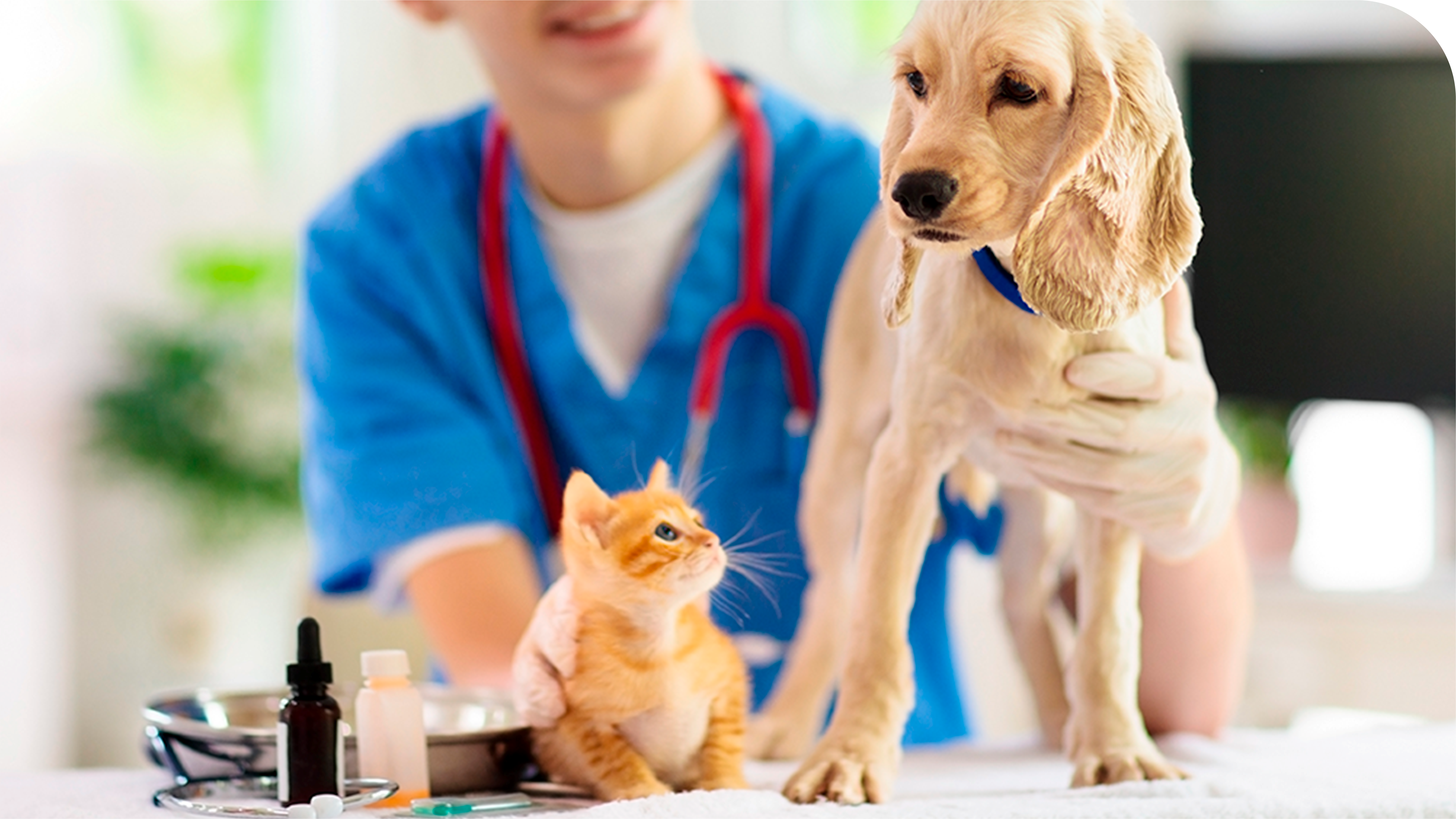 Vacinação para Cães e Gatos em São Bernardo do Campo